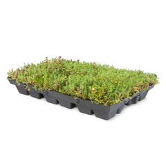 Sedum-Tray compact